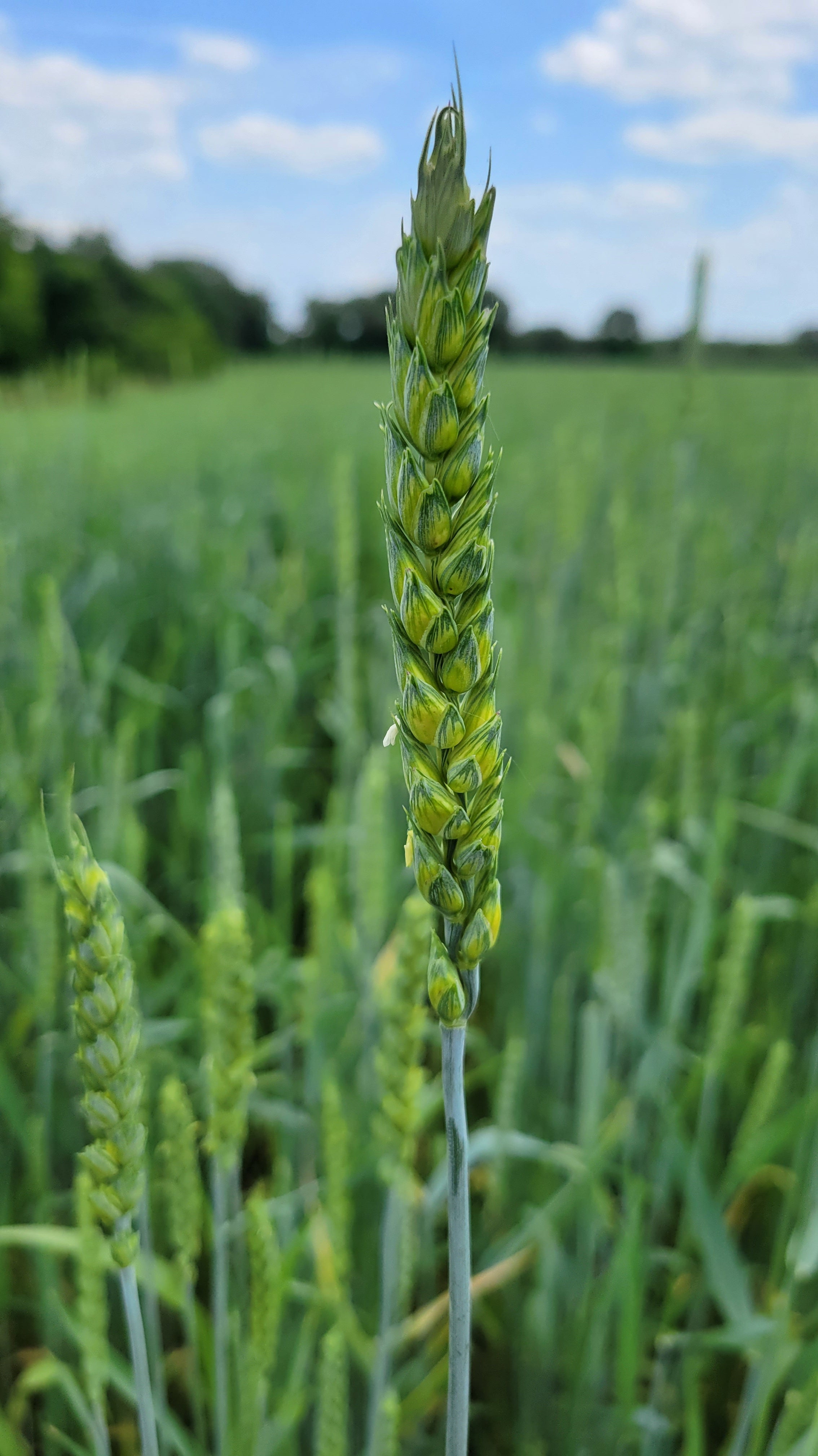 5lb Red Fife Hard Red Winter Wheat Whole Berries Heirloom Non-Hybrid Heritage Wheat No-Glyphosate