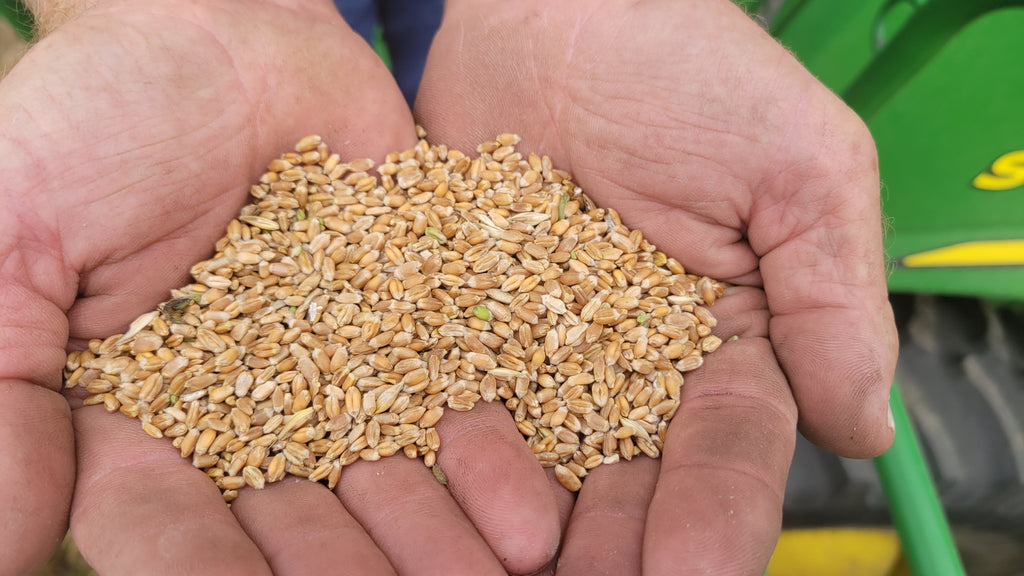 5lb Red Fife Hard Red Winter Wheat Whole Berries Heirloom Non-Hybrid Heritage Wheat No-Glyphosate