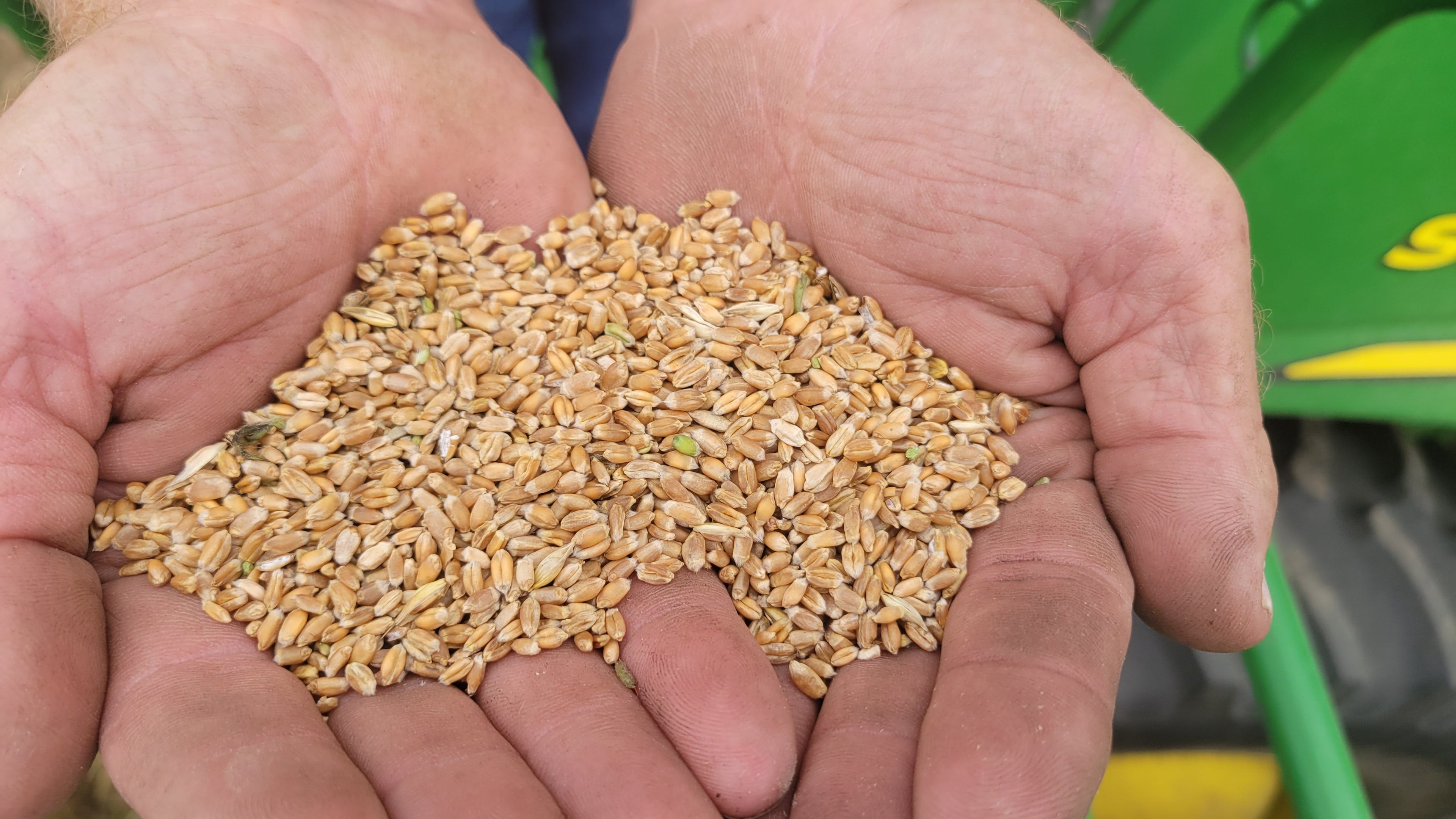 5lb Red Fife Hard Red Winter Wheat Whole Berries Heirloom Non-Hybrid Heritage Wheat No-Glyphosate