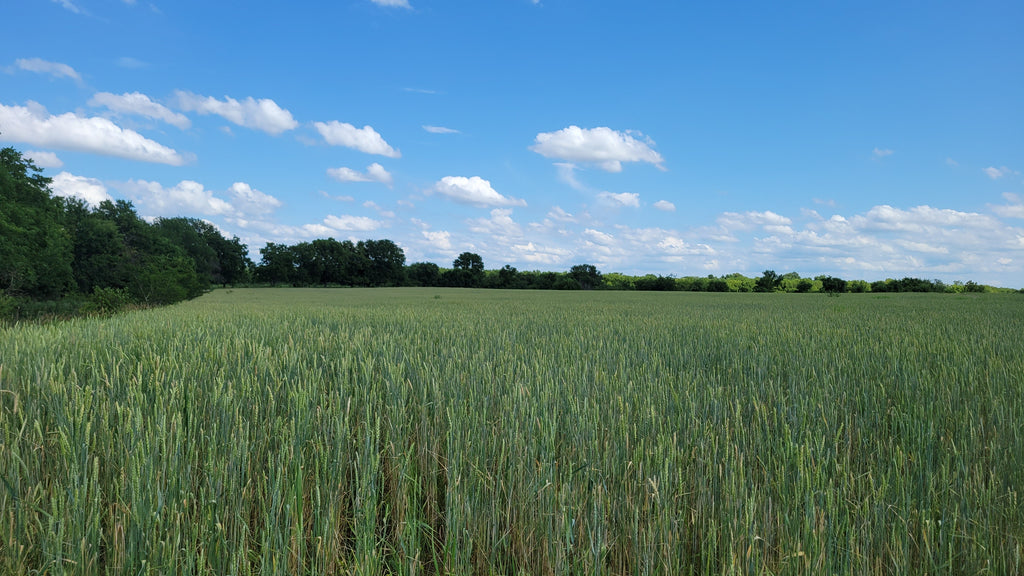 5lb Red Fife Hard Red Winter Wheat Whole Berries Heirloom Non-Hybrid Heritage Wheat No-Glyphosate