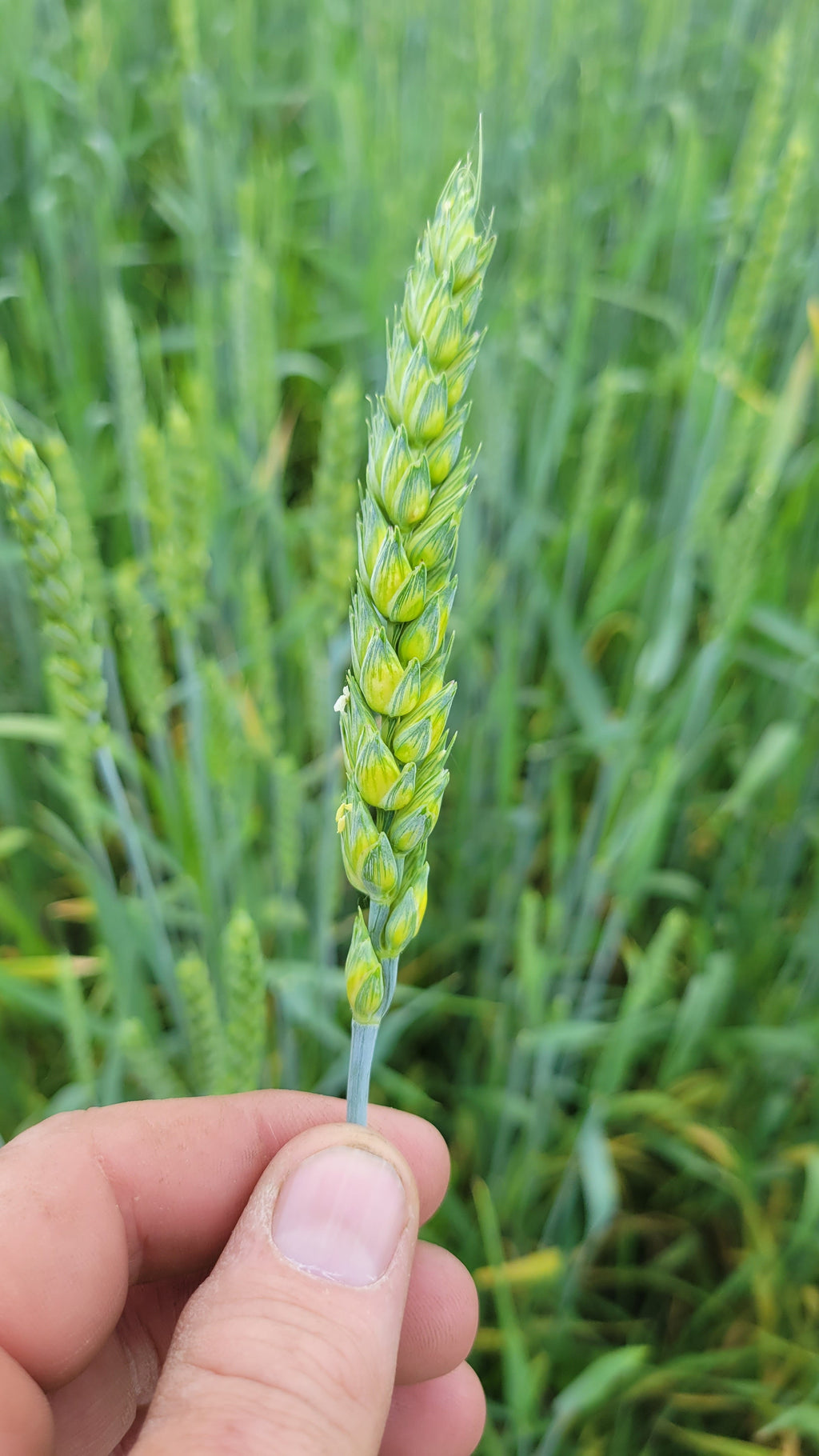5lb Red Fife Hard Red Winter Wheat Whole Berries Heirloom Non-Hybrid Heritage Wheat No-Glyphosate